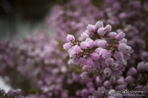 Little purple flowers