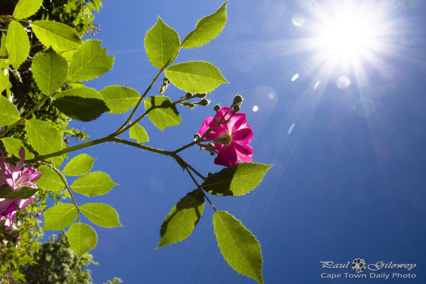 Open gardens: Pink sunshine