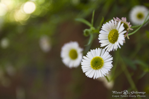 Open gardens: Pretty and white