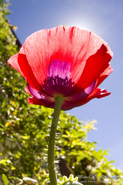 Poppy or Single Ranunculus?