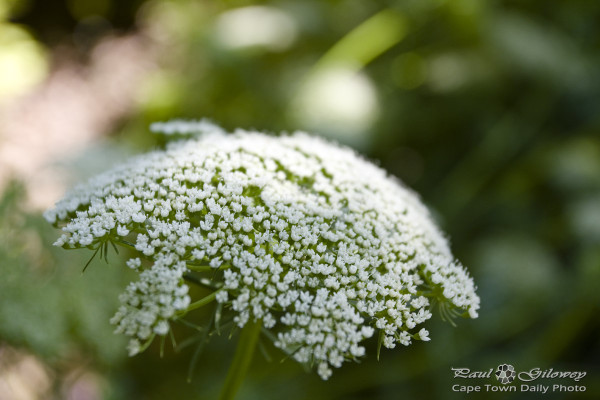 A million tiny flowers