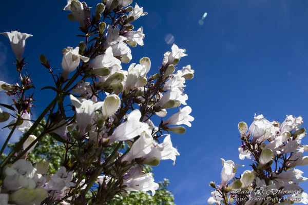 A million white trumpets