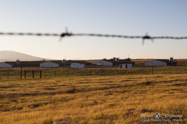 Barbed wire