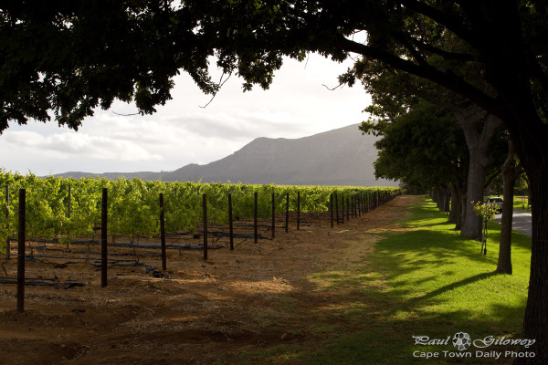 Groot Constantia's vineyards