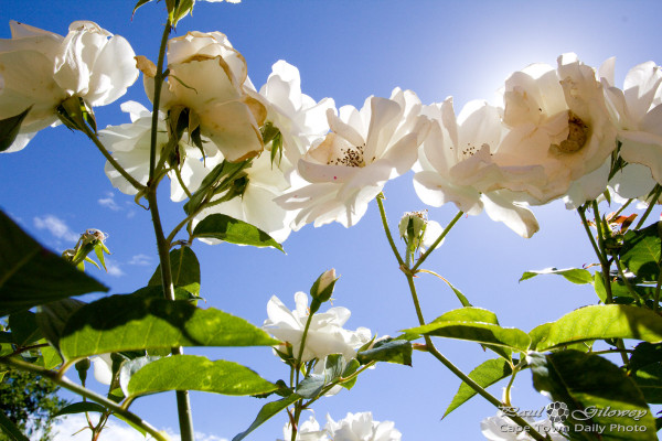 White roses, blue skies, pretty photos