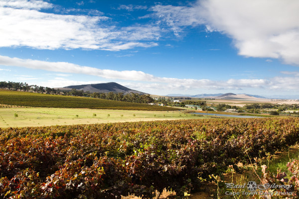 Golden-orange vineyards