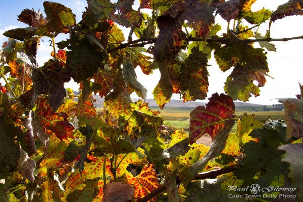 Autumn vine's leaves