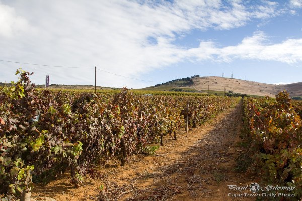 Elgin Cool Wine and Country Festival