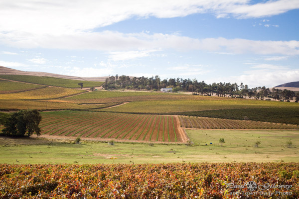 Blue-sky vineyards