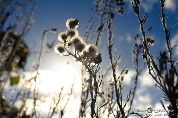 Pretty weed seed