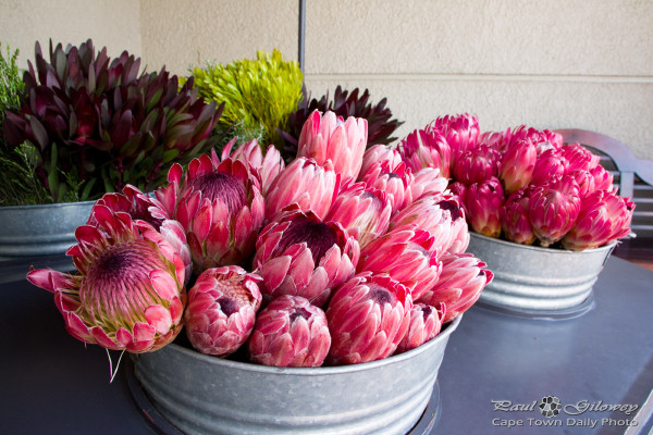 Pretty pink proteas