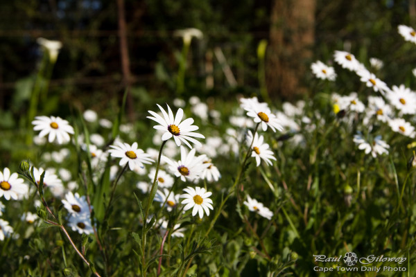 Wildflowers in bloom