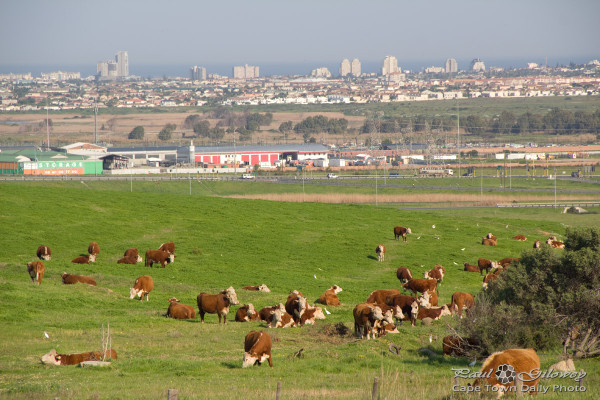 Dozens o' brown moo-cows