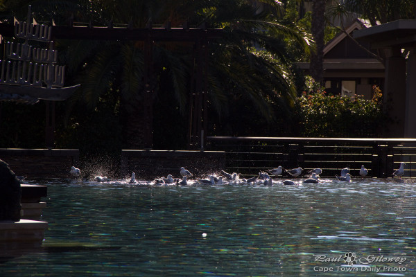 Pool Birds at the One and Only