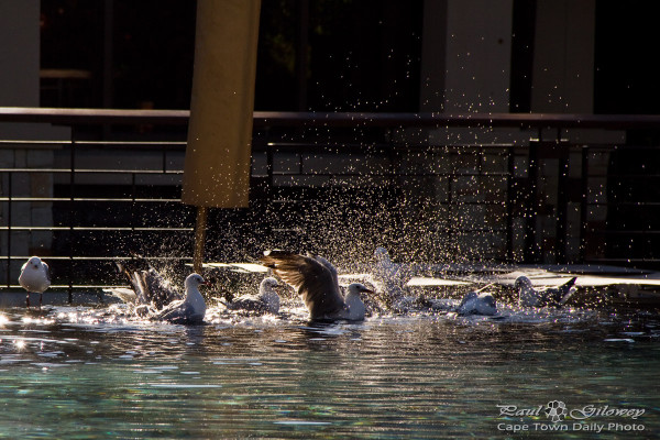 Dancing water splashing gulls