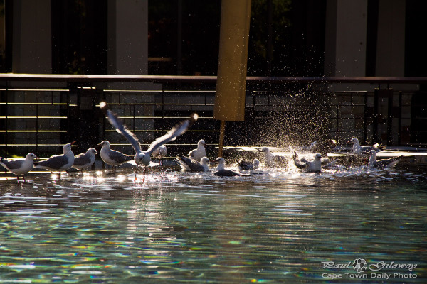 Seagulls splashing in the swimming pool