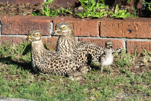 Stone Curlew babies in our garden!