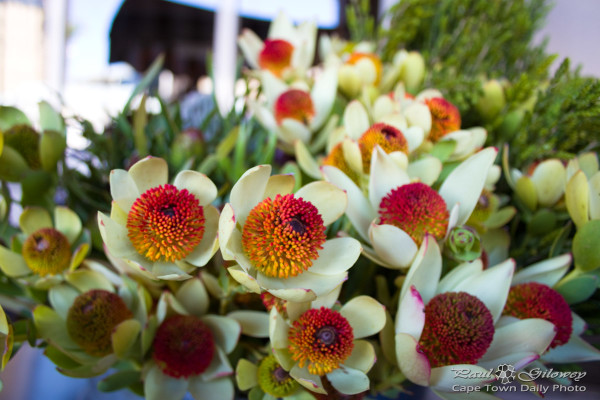 Pretty Protea