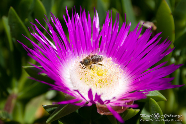 Purple-pollen hunter