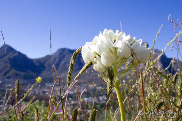 Bridal flora on Signal Hill