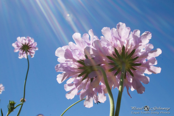 Delicate purple