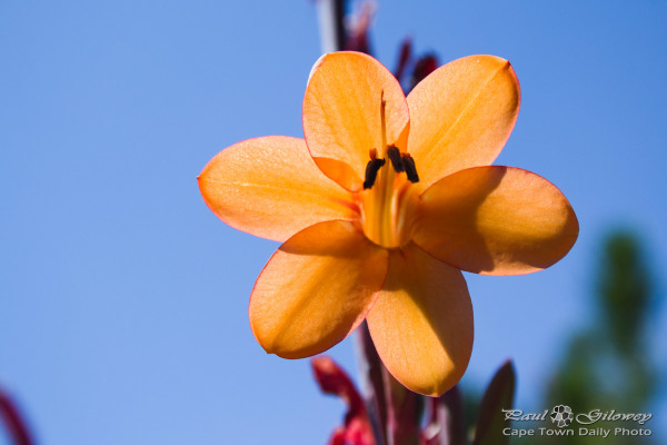 Cape Town Orange