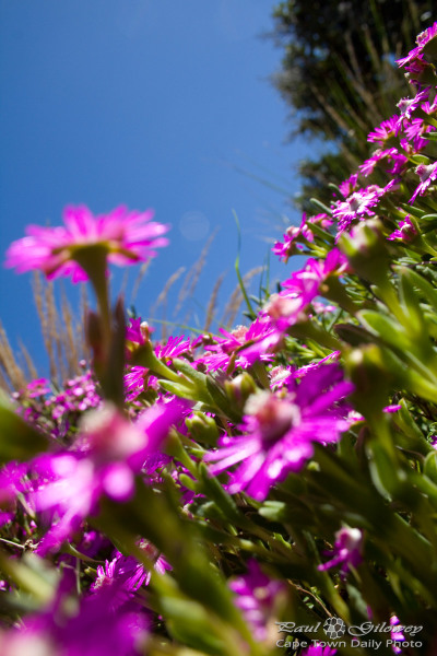 Fuzzy purple-pink