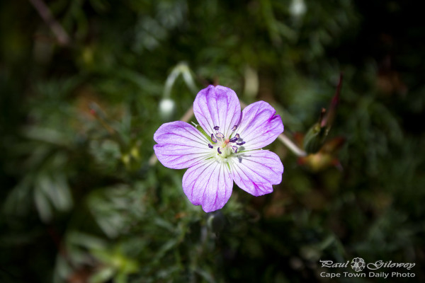 A little purple