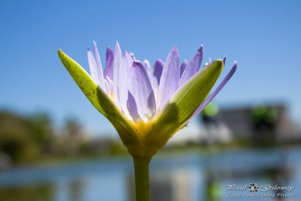 Pretty lily purple