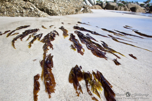 Icky-sticky seaweed