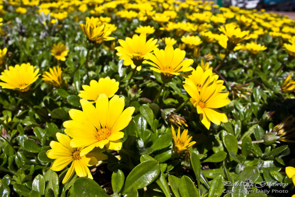 That yellow bed of flowers