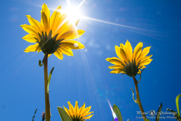 Yellow sisters standing tall