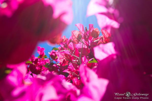 Pink bougainvillea in bloom