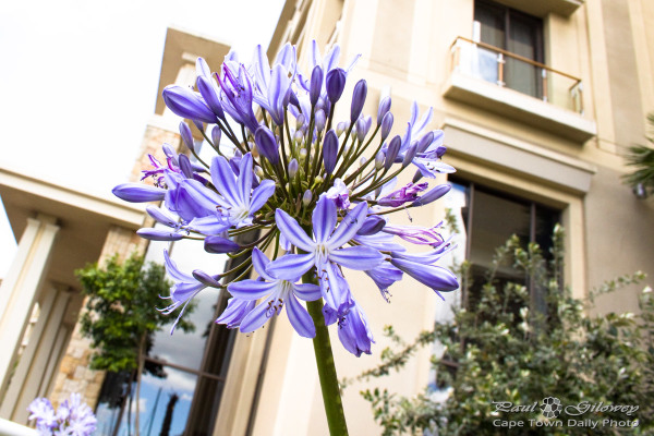 The One & Only's purple Agapanthus