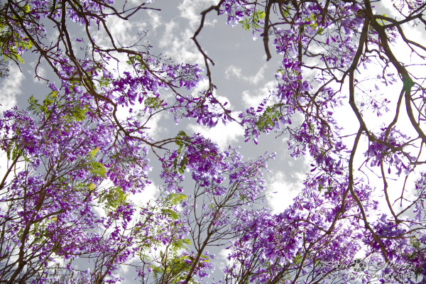 Cape Town's purple Jacaranda trees