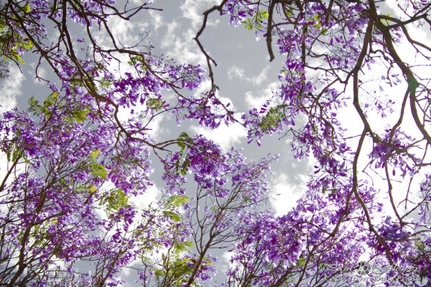 australian south african small purple tree