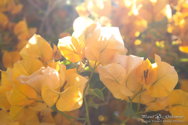 Sunny yellow bougainvillea