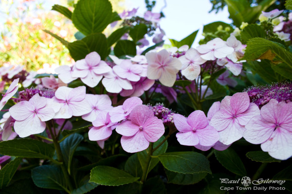 Four pink petals