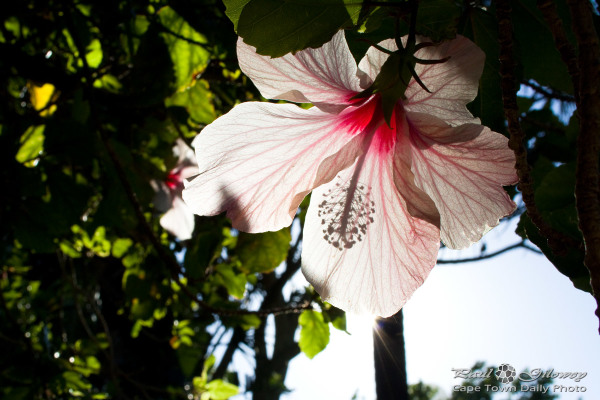 In the Mount Nelson's garden