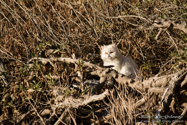 Fluffy 'n white