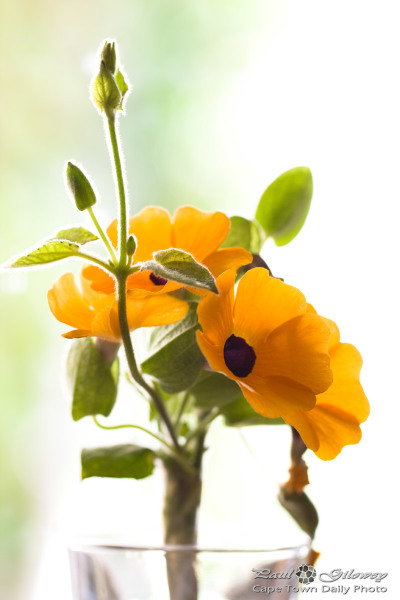 Thunbergia alata (the Black-eyed Susan vine)