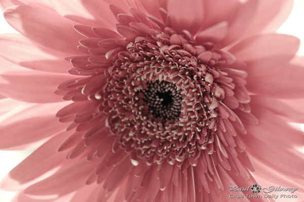 Gerbera Daisy