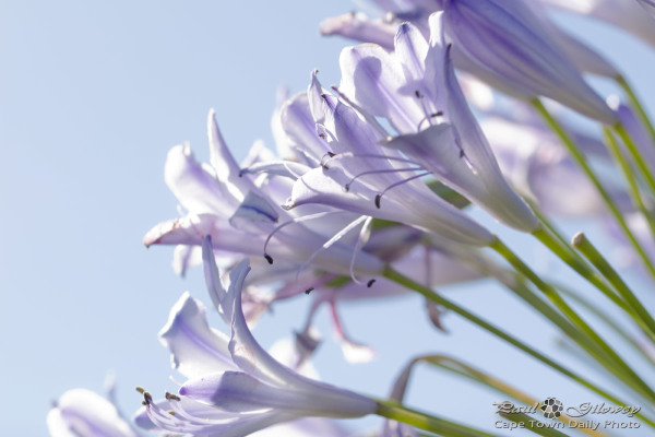 Lilac Agapanthus