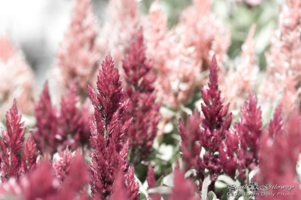 Miniature pink trees