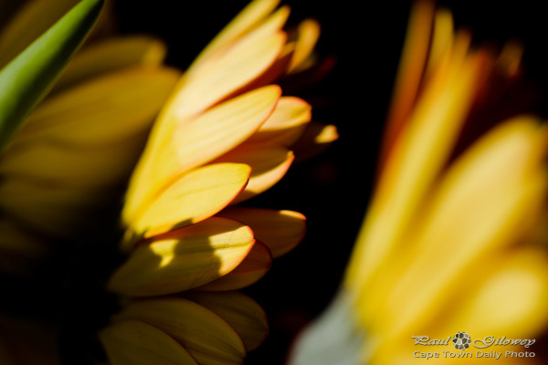 Behind the daisies