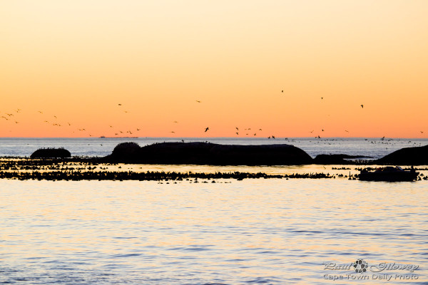 Birds on the horizon