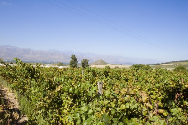 Stellenbosch vineyards