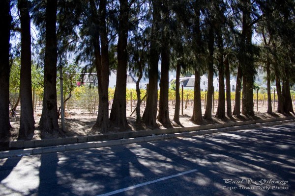 A row of pine trees