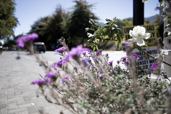 Street flowers