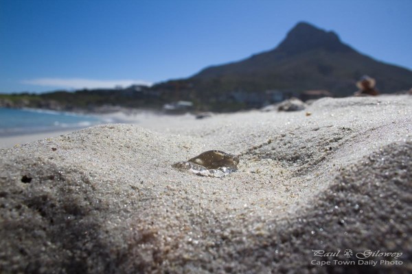 Gelatinous gloop on the beach